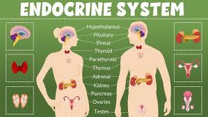 4. Human Body: Endocrine, Circulatory, and Nervous System